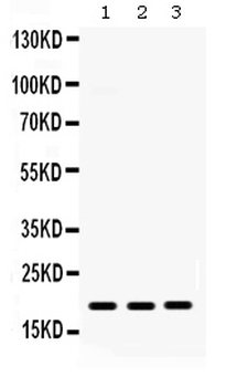 Anti-MIG/CXCL9 Antibody