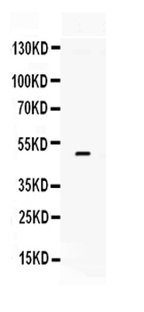 Anti-Tissue Factor/F3 Antibody