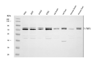 FMRP/FMR1 Antibody
