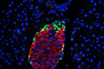 Anti-GLP1/GCG Antibody