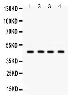 Anti-GJC2 Antibody