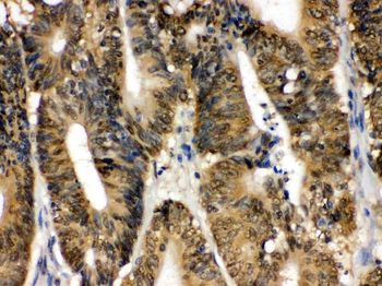 Anti-SAPK4/MAPK13 Antibody