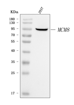 Anti-MCM8 Antibody