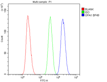 Anti-OPA1 Antibody