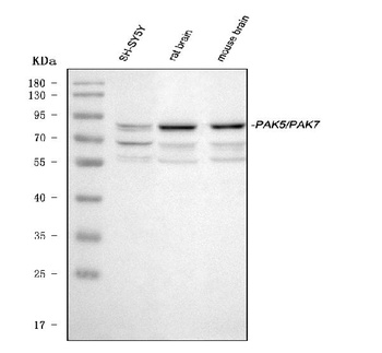 PAK5/PAK7 Antibody