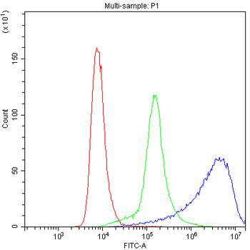 Anti-Myosin Phosphatase/PPP1R12A Antibody