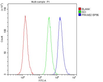 Anti-AMPK beta 2/PRKAB2 Antibody
