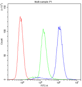 Anti-PTP4A2 Antibody