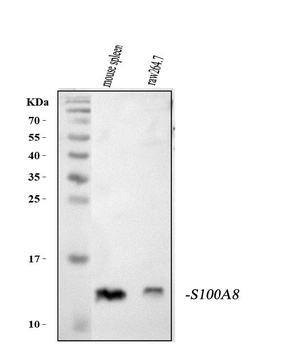 MRP8/S100A8 Antibody