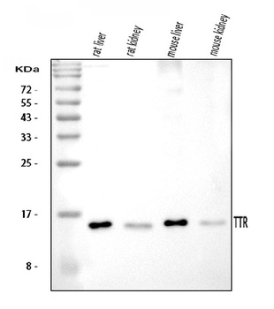 Prealbumin/TTR Antibody