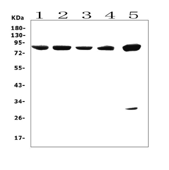 Anti-SMURF 2/SMURF2 Antibody