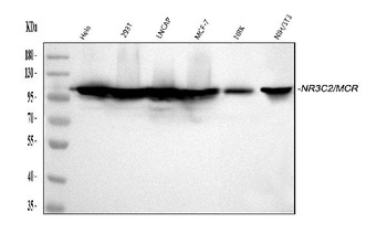 Mineralocorticoid Receptor/NR3C2 Antibody