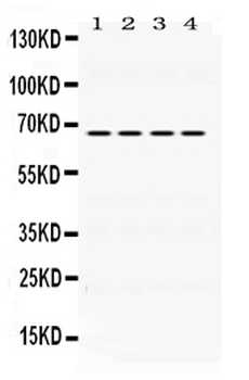 Anti-NUR77/NR4A1 Antibody