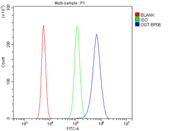 Anti-OGT/O-Linked N-Acetylglucosamine Transferase Antibody