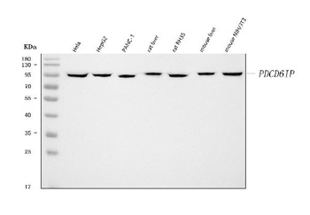 ALIX/PDCD6IP Antibody