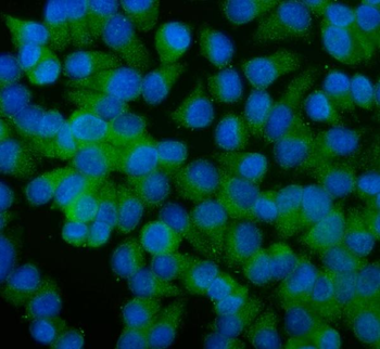 Anti-ALIX/PDCD6IP Antibody
