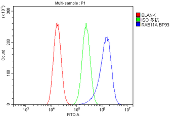 Anti-Rab11A Antibody