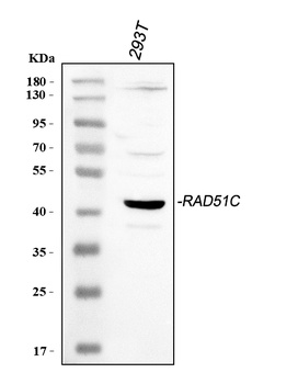 Rad51C Antibody
