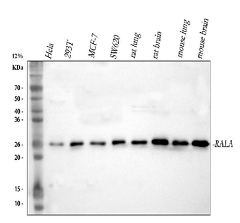 Anti-RALA Antibody