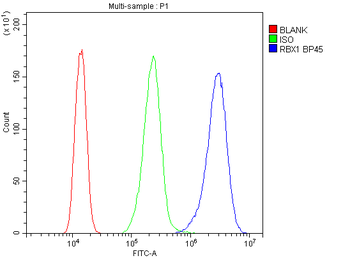 Anti-ROC1/RBX1 Antibody