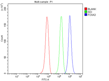 Anti-FOXA3 Antibody