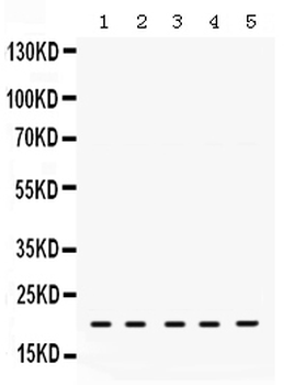 Anti-RAP1A Antibody