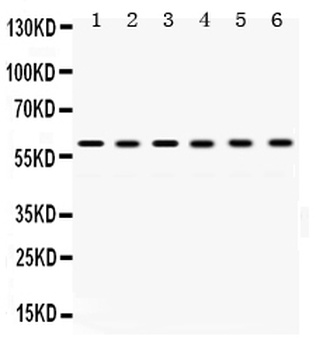 TCP1 alpha Antibody