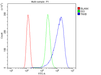 Anti-TNXB Antibody