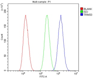 TIF1 gamma/TRIM33 Antibody