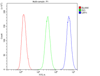 Anti-RENT1/hUPF1 Antibody