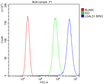 Anti-Galectin 1/LGALS1 Antibody