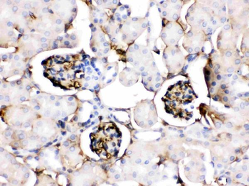 Anti-Apolipoprotein A I/APOA1 Antibody