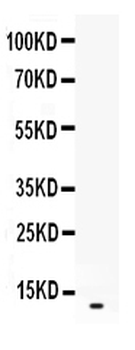 Anti-CXCL2 Antibody