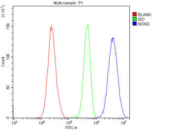 Anti-nmt55/p54nrb/NONO Antibody