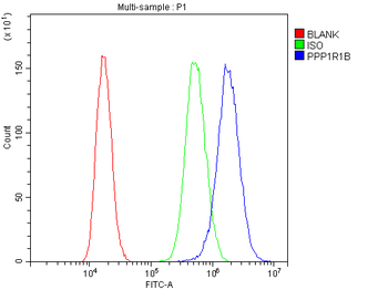 Anti-DARPP32/PPP1R1B Antibody