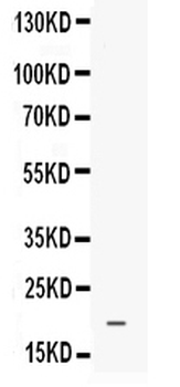 Anti-Prokineticin 1/PROK1 Antibody