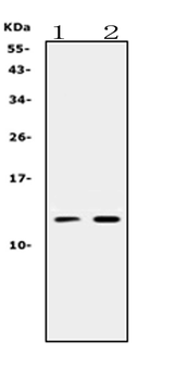 Anti-Prokineticin 1/PROK1 Antibody