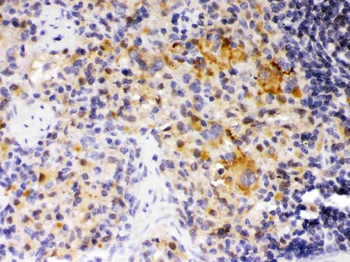 Anti-SKAP55/SKAP1 Antibody