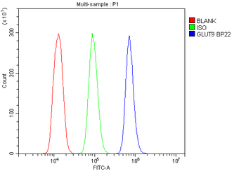 Anti-GLUT9/SLC2A9 Antibody