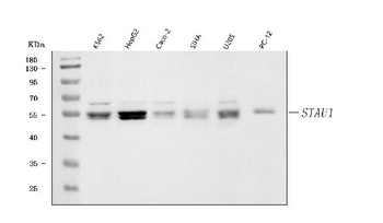 Staufen/STAU1 Antibody