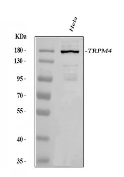 TRPM4 Antibody
