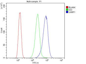 Anti-UHRF1 Antibody