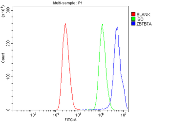 Anti-ZBTB7A Antibody