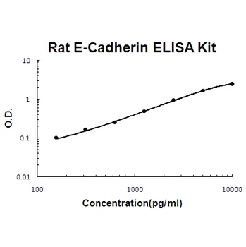 Rat E-Cadherin/CDH1/Cadherin-1 ELISA Kit