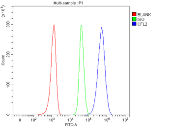Anti-Cofilin 2/CFL2 Antibody