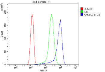 Anti-AFG3L2 Antibody