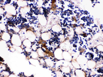 Anti-Osteocalcin/BGLAP Antibody