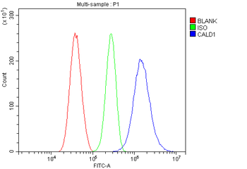 Anti-Caldesmon/CALD1 Antibody