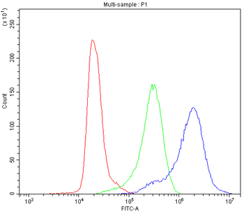 Anti-TCP1 delta/CCT4 Antibody