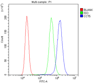 Anti-TCP1 epsilon/CCT5 Antibody